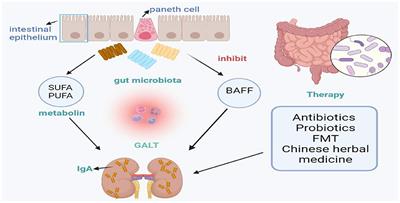 Gut Microbes in Immunoglobulin A Nephropathy and Their Potential Therapeutic Applications